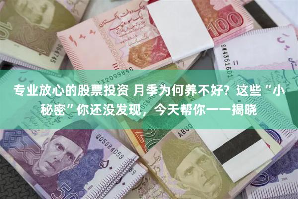专业放心的股票投资 月季为何养不好？这些“小秘密”你还没发现，今天帮你一一揭晓